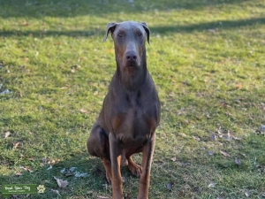 AKC Fawn Doberman Stud  Listing Image