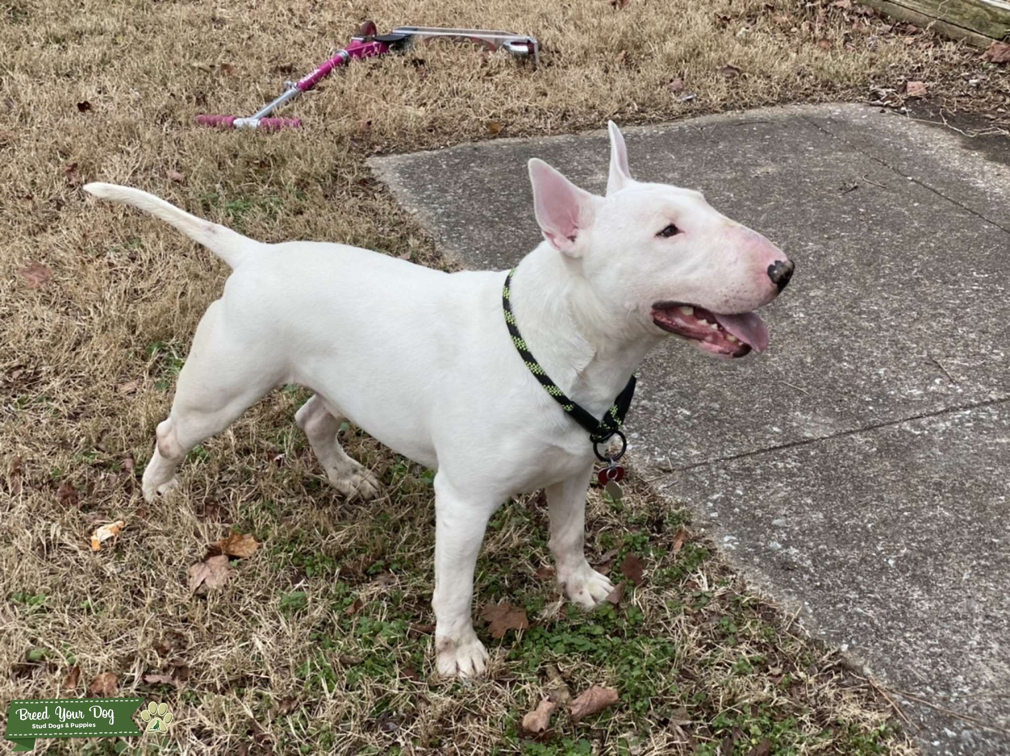 White English Bull Terrier - Stud Dog in Kentucky , the United States ...