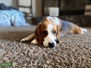 Beagle  Listing Image