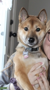 Sesame Shiba Inu Listing Image