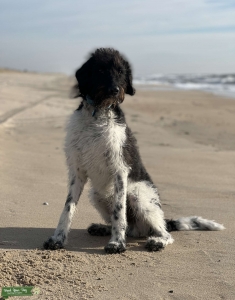 1 y/o Labradoodle  Listing Image
