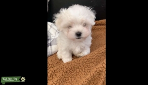 Purebred maltese Listing Image