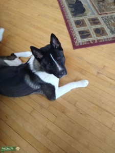 AKC Beautiful Akita Stud Listing Image