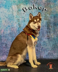 AKC Red & White Siberian Husky  Listing Image