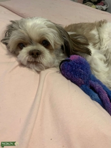 White and Brown Shih Tzu Listing Image