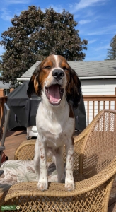 English Springer Spaniel  Listing Image
