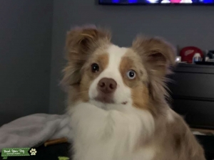 Mini Australian Shepherd (American Shepherd) Stud Listing Image