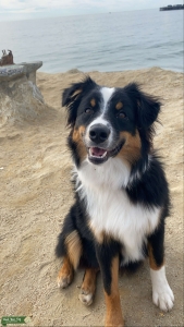Mini Australian Sheppard  Listing Image