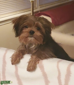 Shihtzu/ Yorkie male  Listing Image