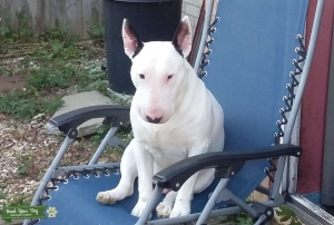 Bull terrier stud Listing Image