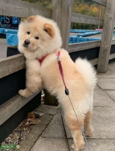 Stud Chow Chow looking for Female Listing Image