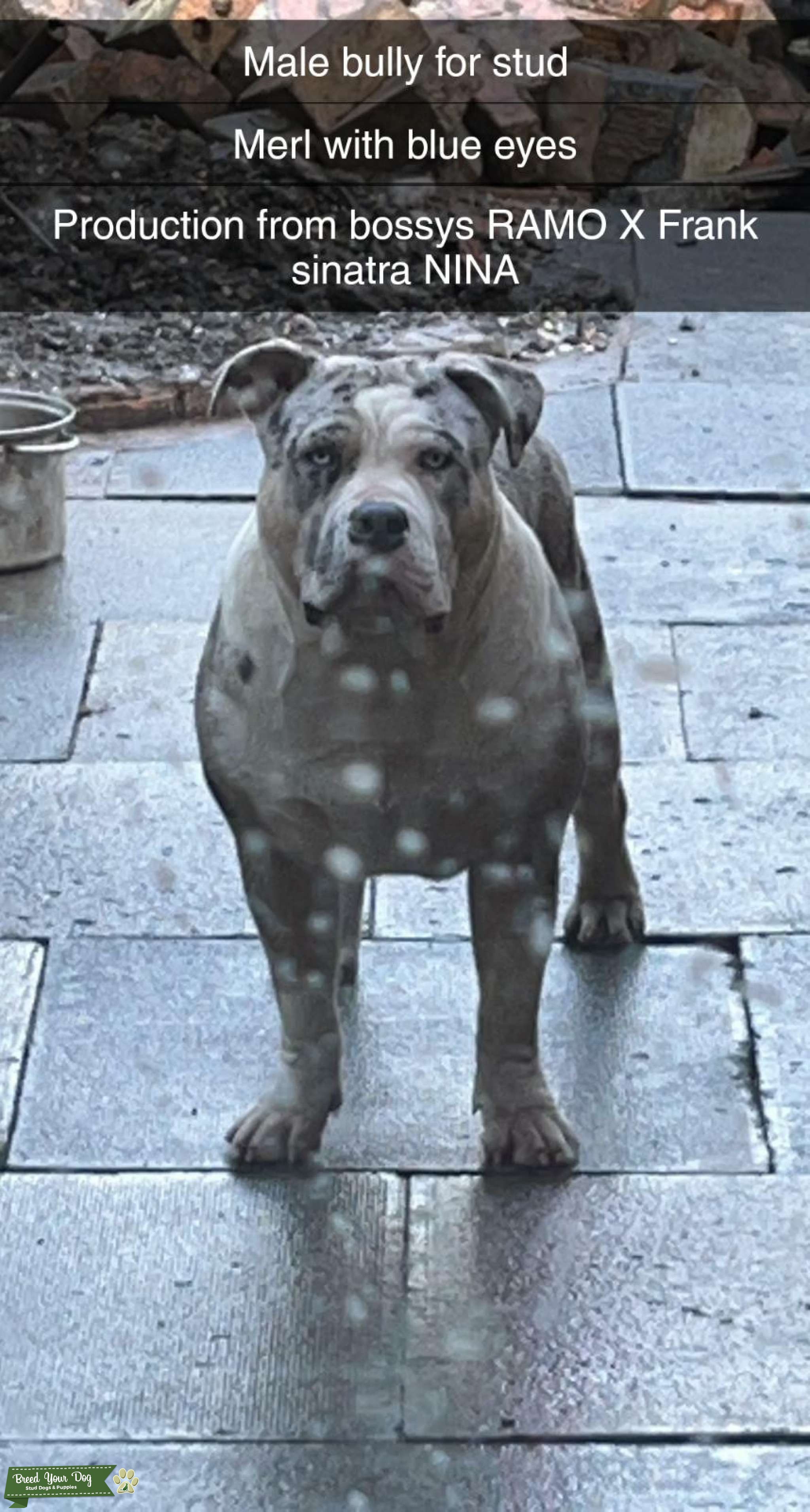 American bully Stud Dog Manchester Breed Your Dog