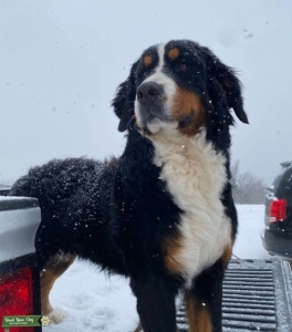 Stud Bernese Mountain Dog Listing Image