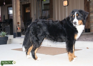 Stud Bernese Mountain Dog Listing Image