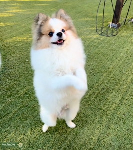 Pure Bred Male Pomeranian  Listing Image