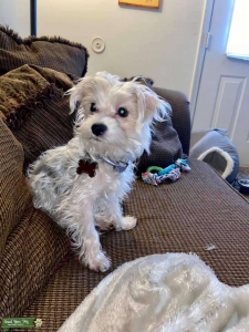Silver Morkie Listing Image