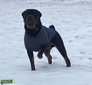 Full blooded Rottweiler  Listing Image