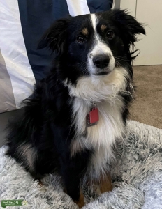 Mini Australian Shepherd Black Tri Listing Image