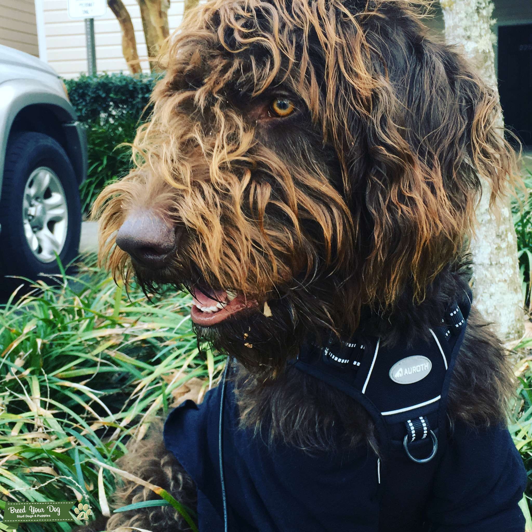 Chocolate labradoodle Stud Dog Florida Breed Your Dog