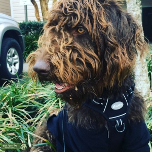 Chocolate labradoodle  Listing Image