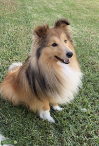 Purebreds Sable Sheltie Listing Image