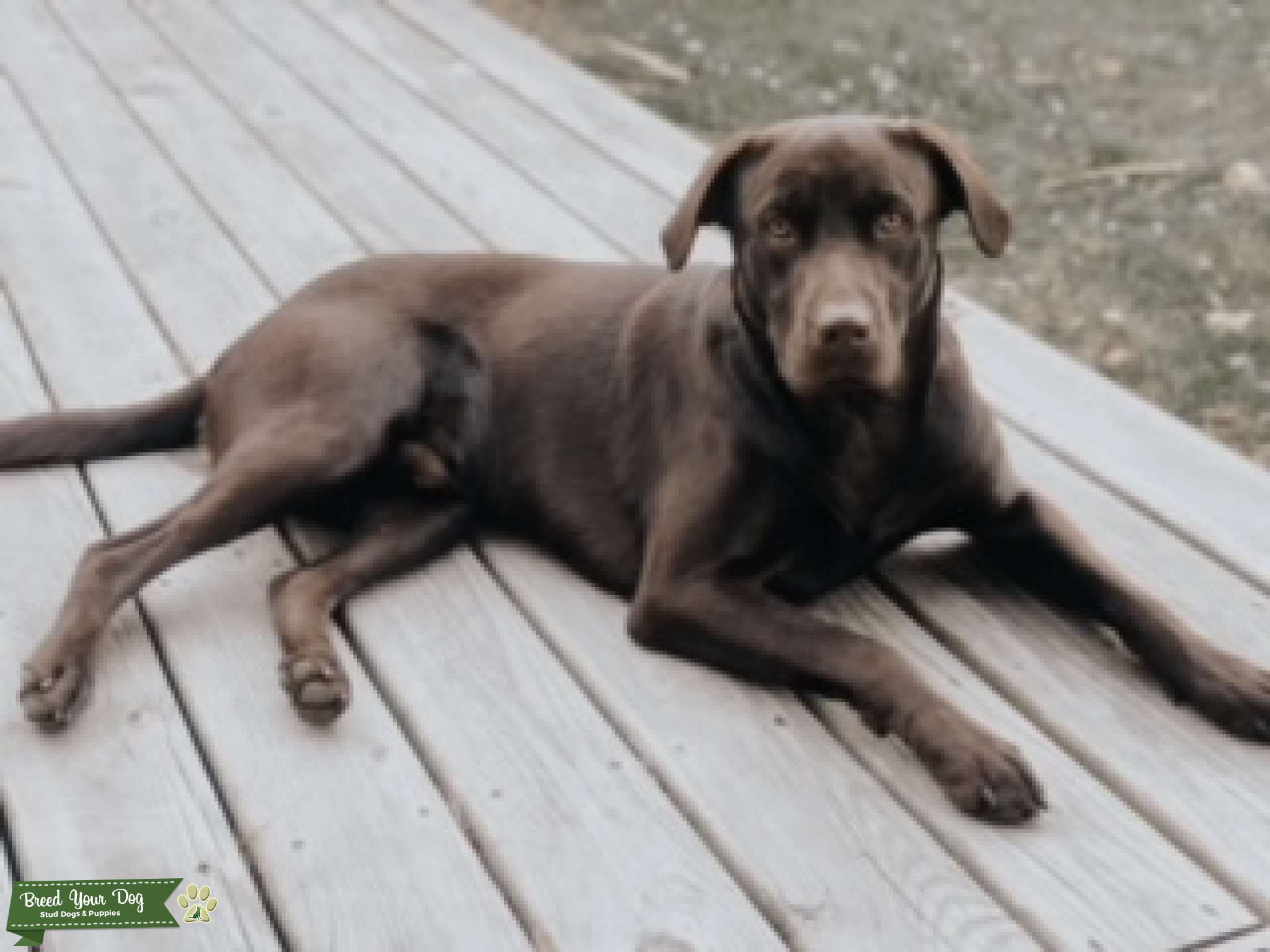 Chocolate Lab Looking To Stud Stud Dog in North Carolina , United