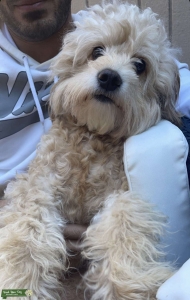 Mini Golden Doodle Pure  Listing Image