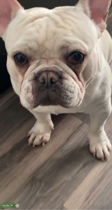 Cream akc French bulldog stud Listing Image