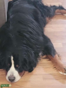 Bernese mountain dog  Listing Image