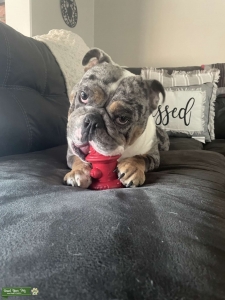 BLUE MERLE ENGLISH BULLDOG Listing Image