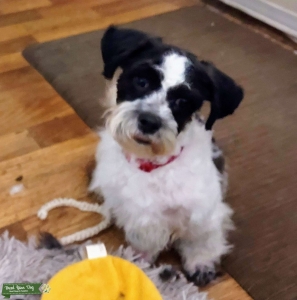 GORGEOUS SHICHON (TEDDY BEAR DOG) AT STUD Listing Image