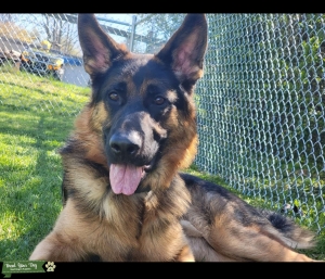 German shepherd Stud Listing Image