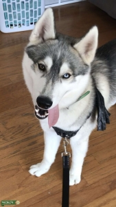 Siberian Husky  Listing Image