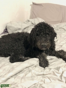 F1b Service Dog Goldendoodle Listing Image