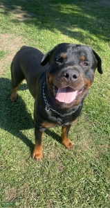 Handsome Purebred German Stud single & ready to mingle!  Listing Image