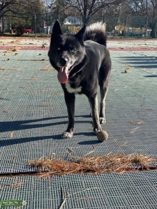 Purebred Black Siberian Husky Listing Image