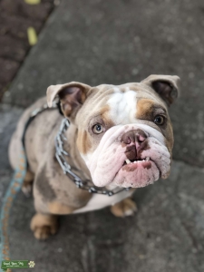 Tri Lilac Merle-English Bulldog Stud  Listing Image