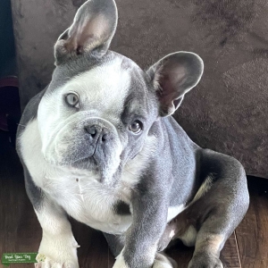 Tricolor French bulldog Listing Image