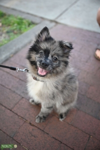 Merle Pomeranian Eskimo (Pomimo) Listing Image