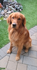 Purebred Golden Retriever Listing Image