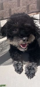 Toy poodle Listing Image