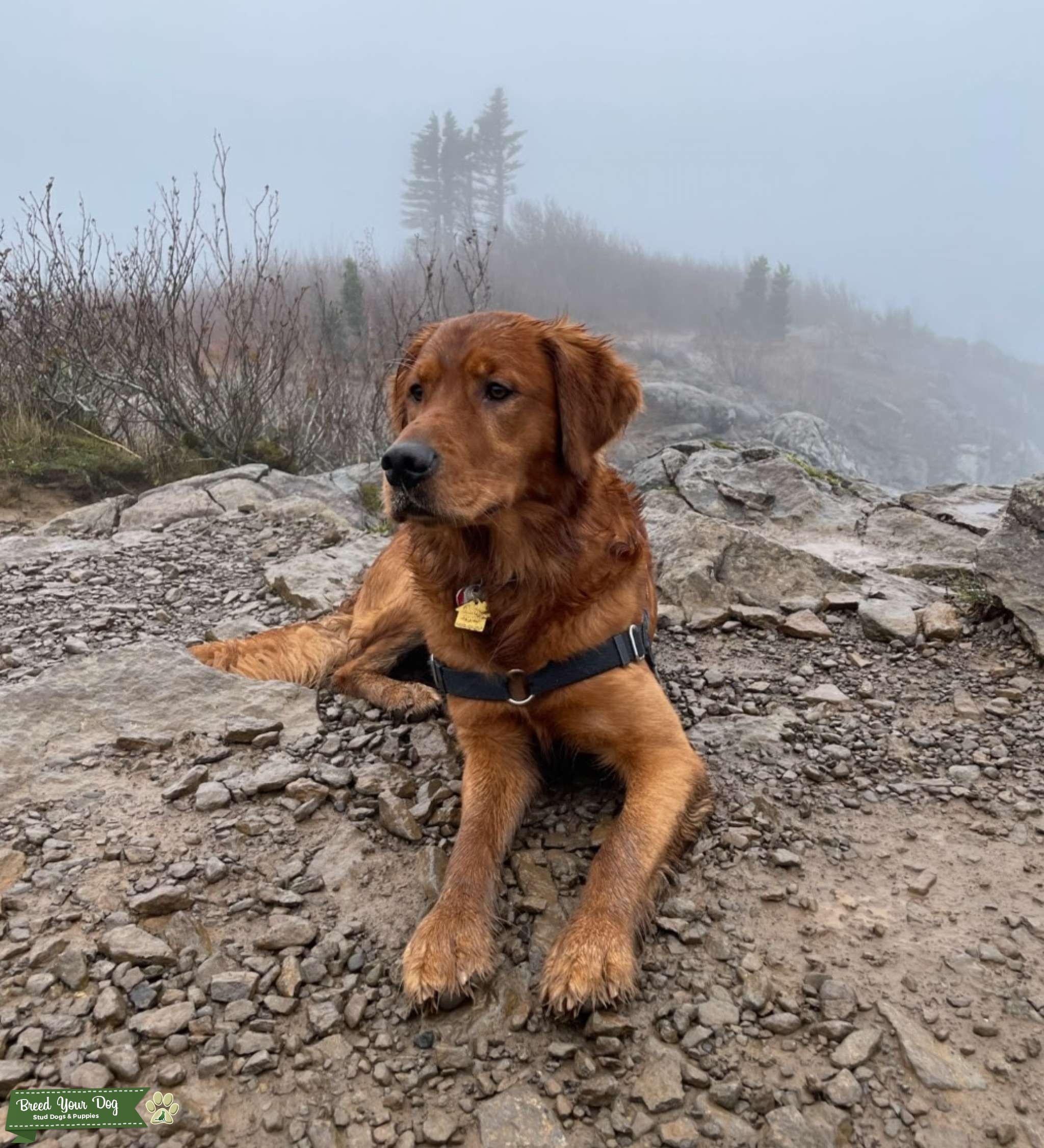Field Coat Golden Retriever with OFA CHIC Stud Dog in California, the