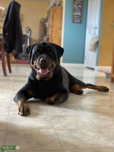 AKC Male Rottweiler Stud Listing Image