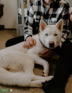 White Husky seeking wolf ish lookin mate Listing Image