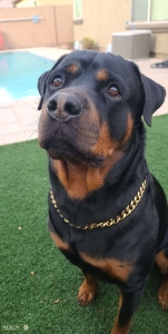 Rottweiler  Listing Image