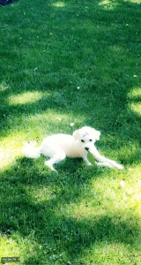 Cream Toy poodle  Listing Image