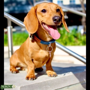 Kingston the Stud  Listing Image