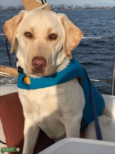 looking for a girlfriend Listing Image