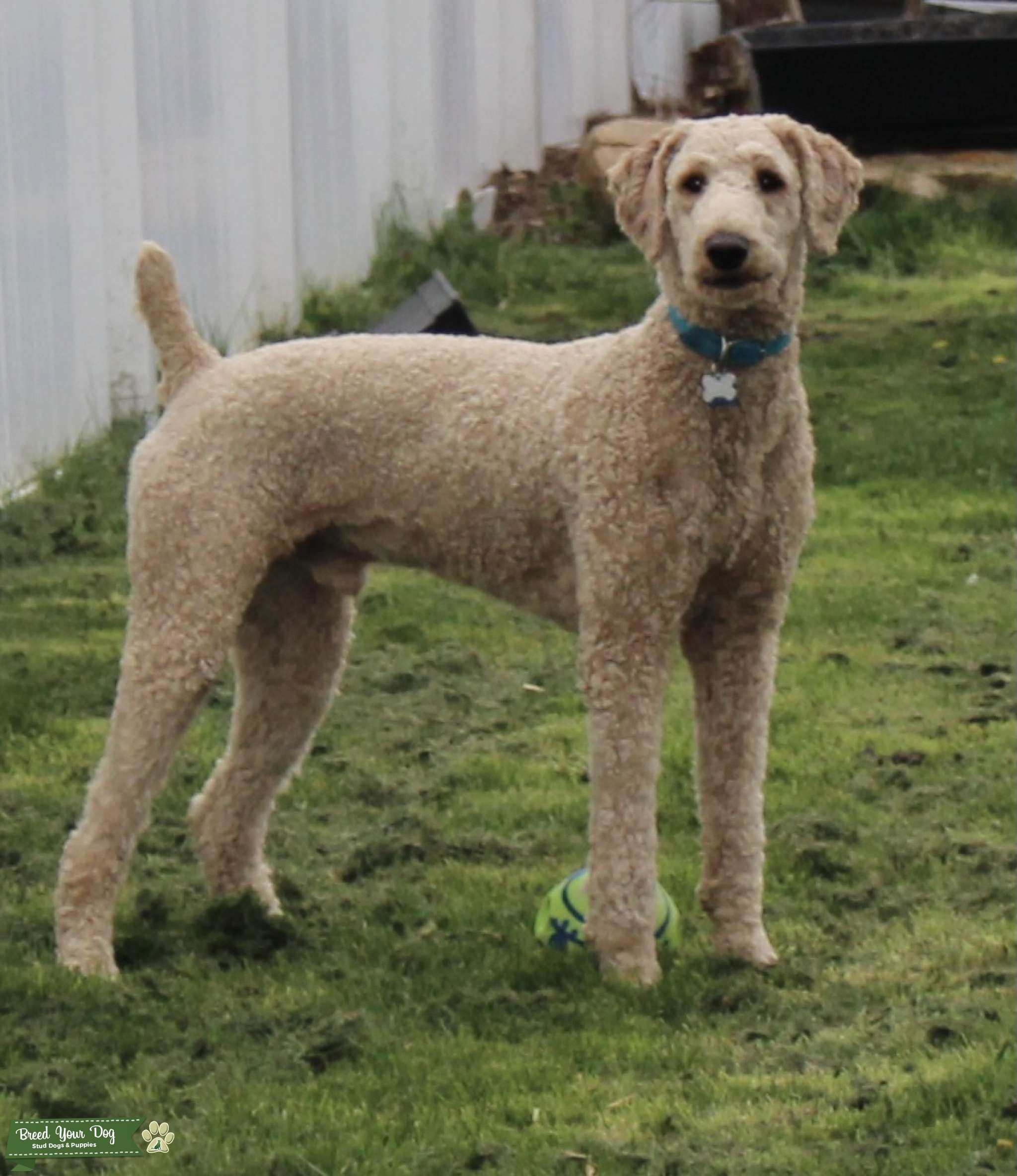 Standard Poodle Stud Dog in Philadelphia area, United States Breed