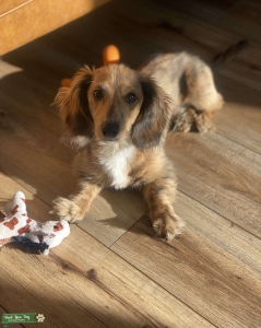 Longhair Miniature Dachshund  Listing Image